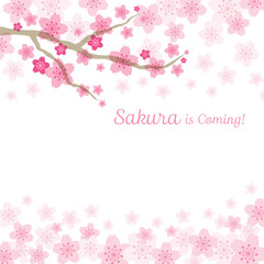 Fototapeta na wymiar Cherry Blossoms or Sakura flowers Background