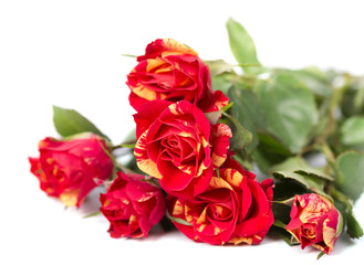 Bushed red roses background