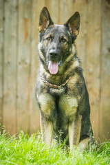 Deutscher Schäferhund