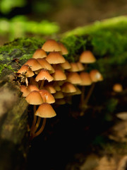 Fototapeta premium Mushroom on Moss