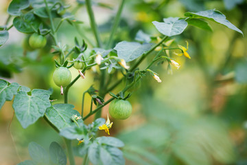 Green young tomatos on a branch