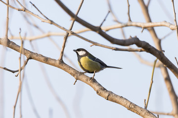 Parus major, saithe common