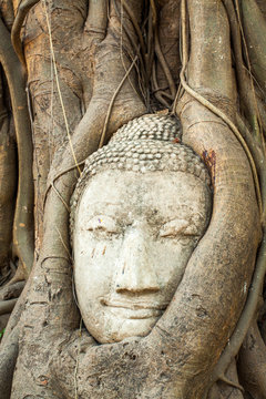 Buddha, Wurzeln