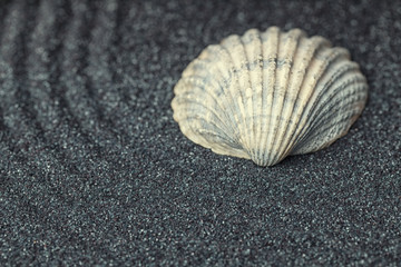 A  white sea shell in a relaxing zen garden with black sand