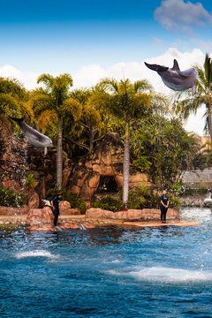 Two Jumping Dolphins 3
