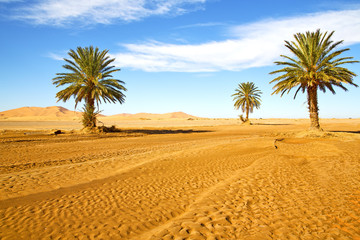 palm in the  desert oasi morocco sahara africa