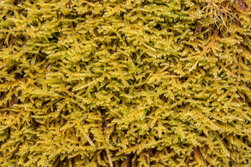 Moss macro