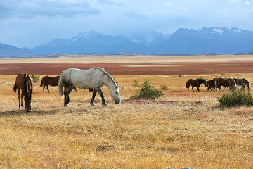Fototapeta na wymiar Horses grazing in argentinian farmland
