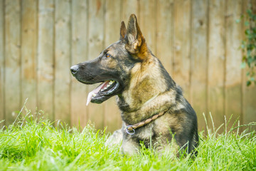 Deutscher Schäferhund