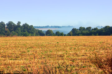 Fototapeta premium yellow field and trees with a hazy sky