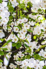 Spring pattern