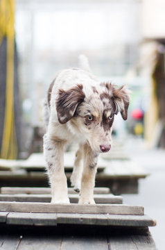 Puppy Training