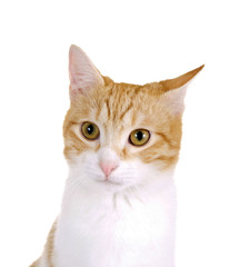 Katzengesicht