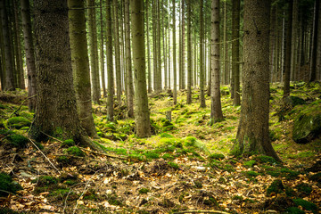 Fototapeta premium Abwärts durch den Wald