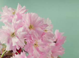 Naklejka na ściany i meble Cherry blossom flowers on a turquoise background