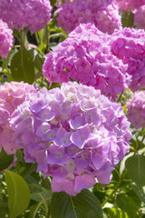 Blooming pink Hortensia on sunny day