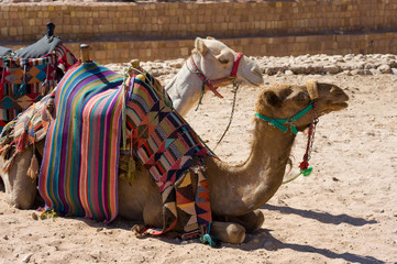 Fototapeta premium Camels in Petra in Jordan