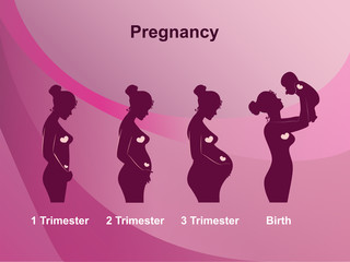Obraz na płótnie Canvas Pregnancy stages