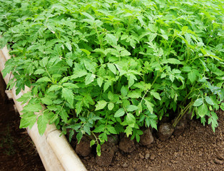 green seedling tomatoes in the garden