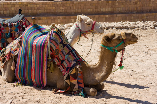 Camels in Petra in Jordan