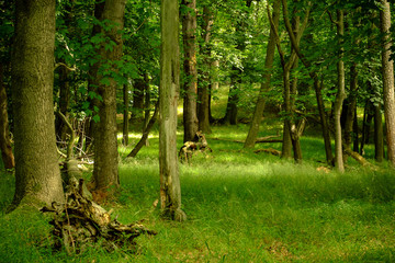 Wald - Natur