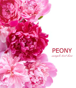 Fototapeta Peony and roses background isolated on white