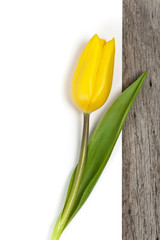 Yellow tulips on a wooden background with space for text