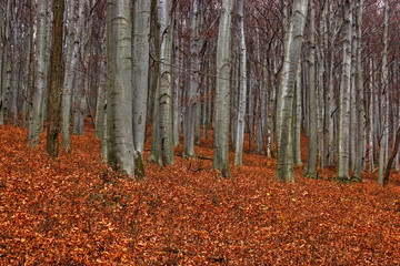 Obraz premium Timber Trees in Dense Forest