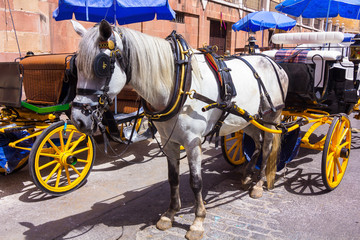 Fototapeta na wymiar Pretty typical Andalusian horses with carriages in Seville, Spai
