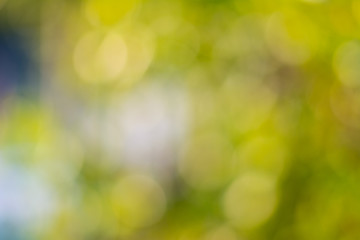 Obraz premium Abstract green natural bokeh background