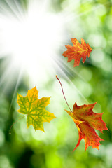Naklejka na ściany i meble autumn leaves on a sun background closeup