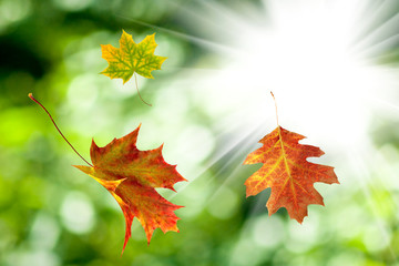 autumn leaves on a sun background