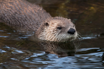 Otter