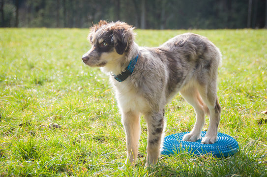 Puppy Training