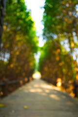 Abstract  the way natural bokeh background