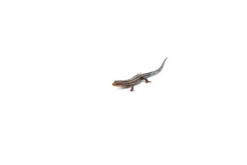 Fototapeta premium Blue Tailed Skink