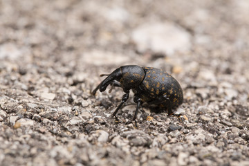 Fichtenrüsselkäfer