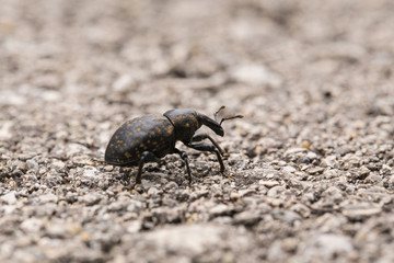 Großer brauner Rüsselkäfer