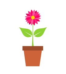 Flower in pot