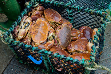 Basket of fresh crabs just arrive at harbour market