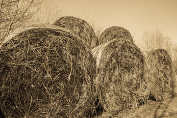 Vintage effect , hay bales