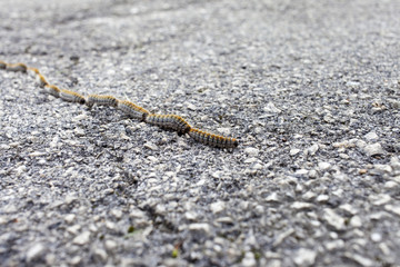 Fuzzy, hairy colorful caterpillars crossing the road