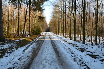 Waldweg in Winterlandschaft