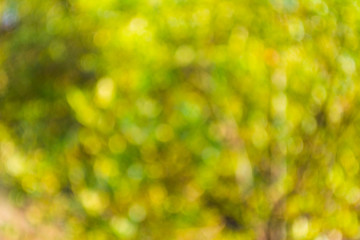 Obraz premium Abstract green natural bokeh background