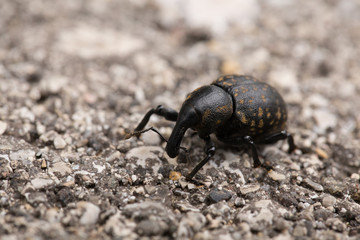 Großer brauner Rüsselkäfer