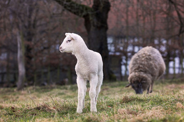 Naklejka na ściany i meble Sheep with lamb
