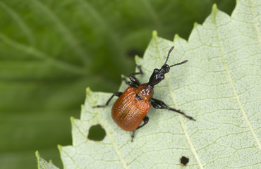 Hazel leaf roller, Apoderus coryli on leaf