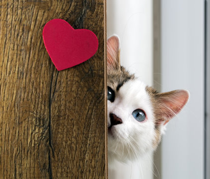 Kedi ve kalp