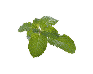 fresh mint leaves on a white background