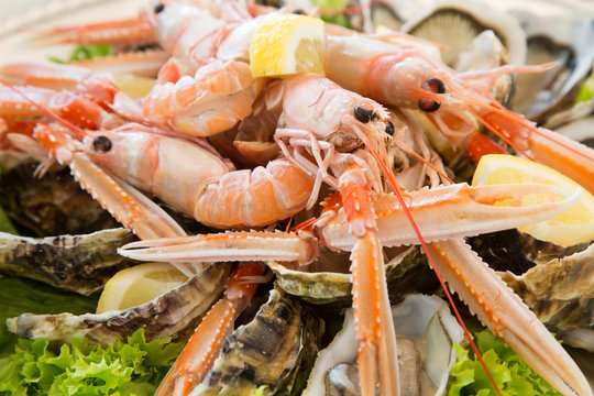 Scampi in primo piano su letto di ostriche